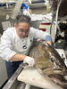 特大30キロ天然くえと料理長「舞鶴産・特大30キロ！天然くえ食べ尽くしコースのご案内」