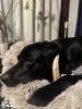 「災害救助犬って」