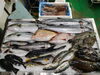 令和8年2月2日 店内「📣本日のお魚情報🐟」