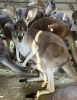「アカカンガルー🦘の赤ちゃんが顔を出しました！」