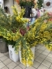 春を告げる花　ミモザ「春を連れてきた花、ミモザが入荷しました🌼」