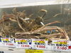 「大きめの松葉蟹入荷しました🦀✨」