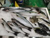 令和8年2月3日 店内「📣本日の店内情報🐟」