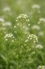 ナズナ「🌿 今日のはな：ナズナ（薺／ペンペングサ）」
