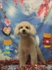 「トイ・プードルのマフィンくん♬13歳になってもお洒落がんばるよU≧▽≦U」