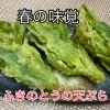 春の味覚「ふきのとうの天ぷら」はじめました