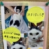 猫ちゃんの里親さん決定について
