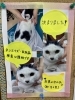 「猫ちゃんの里親さん決定について」