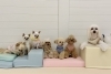 きな♡とろろ♡おもち♡PiPi♡ルークくん♡クレアちゃん♡理玖くん「ましゅまろ幼稚園🐾＆新入園児さん」