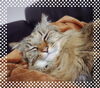 この人(猫🐱)常に眠そうw「身体がだるい・疲れが取れないのは睡眠の質が悪いからかも(;'∀')朝の習慣でスッキリさせよ☆」