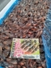 「初物ホタルイカが入って参りました🦑🦑」