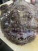 新鮮まるごと！旬の旨味を堪能「アンコウ入荷」