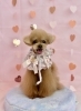 さらんちゃん「ピンクバレンタイン💝」