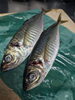 「【魚も酒も自ら厳選する瑞江の小料理屋】」
