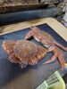 毛ガニ「カニづくし」