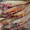 約20cmの特大エビが 数量限定で入荷しました‼️ジャンボ海老フライ🍤