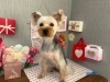 after「本日のお客さま♡ヨークシャーテリア【大分市中戸次／ドッグサロン／トリミング】」
