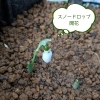 【ベランダ菜園レポート】スノードロップが咲きました