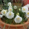 鳴門市北灘町のガーデンカフェカフェ花曜日です　テラコッタ鉢に、白いスイセンが咲きました。やさしい香りをお楽しみください