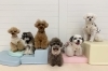まるくん♡こはくちゃん♡にこくん♡ハルくん♡アモルくん♡ペチくん「ましゅまろ幼稚園🐾」