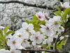 春「春はそこまで🌸」