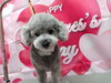 「シニア犬のシャンプードライヤーは手早く【どっぐさろんあきゅ　京都市南区上鳥羽　小型犬専門　トリミング　ペットサロン】」