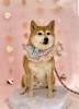 ワンちゃん「ピンクバレンタイン💕」