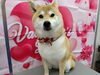 「洗い流さないリンス【どっぐさろんあきゅ　京都市南区上鳥羽　小型犬専門　トリミング　ペットサロン】」