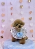 チルくん「ピンクバレンタイン💕」
