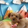 ✂️✨トリミングにご来店されたわんちゃん🐶︎💕︎