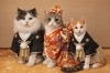 うちの愛猫🐱「明けましておめでとうございます🎍🌅🎍」