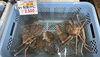 あと８匹🦀「【超お得】足落ちだけど味は一級品！数量限定の松葉蟹🦀✨」