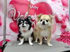 犬の美容室ならではのおもてなし「毛が抜けるシャンプー【どっぐさろんあきゅ　京都市南区上鳥羽　小型犬専門　トリミング　ペットサロン】」