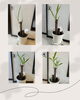 観葉植物がぐんぐん成長中！ 「観葉植物🪴」