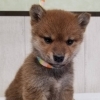 元気で好奇心旺盛な柴犬姉妹が仲間入りしました