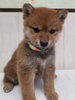 「元気で好奇心旺盛な柴犬姉妹が仲間入りしました」