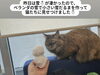 「昨日は雪❄️が凄かったので、ベランダの雪で小さい雪だるまを作って☃️猫たちに見せつけました😸【企業＆お店さんのオリジナル名入れ風船製造販売🎈イベントや周年記念！創立記念日のバルーンリリースなど！😊カツラテ🎈】」