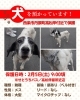 「【西条市丹原町高松甲1962番地付近】迷い犬を保護しています！（※せとうちバス／高松停留所近辺）」