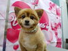 可愛く変身☆愛犬が主役のサロン「寒い中ありがとうございます【どっぐさろんあきゅ　京都市南区上鳥羽　小型犬専門　トリミング　ペットサロン】」