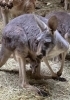 母ショウガの袋から顔を出す仔「アカカンガルー🦘の赤ちゃんが顔を出しました！」
