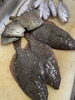 獲れたて新鮮！至極の海の幸「お久しぶりカワハギ」