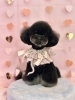 アメリちゃん「ピンクバレンタイン💕」