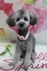 トイプードルの大福くんのトリミング「トイプードルの大福くん♪ 花柄背景で春色ハートコーデフォト！」