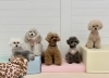 ＭｅＭｅ後ろ姿♡チップくん♡ＹｕＹｕ♡にこくん♡ハルくん♡嵐ちゃん「ましゅまろ幼稚園🐾」