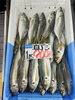 「京都府産 真アジ＆鮮魚いろいろ入荷しました！」