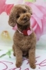 トイプードルのモカちゃんのトリミング「トイプードルのモカちゃん♪ 花柄背景で春色ハートコーデフォト！」
