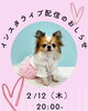 「インスタライブ配信のおしらせ🐶」