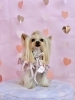 ちこちゃん「ピンクバレンタイン💕」