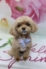 ミックス犬のあむ君のトリミング「ミックス犬のあむくん♪ 花柄背景で春色ハートコーデフォト！」