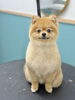 愛犬がホッとくつろげる癒し空間「お客様のご紹介🐶[大分市高崎/貸切トリミング]」